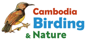 Cambodia Birding & Nature LOGO-01-01